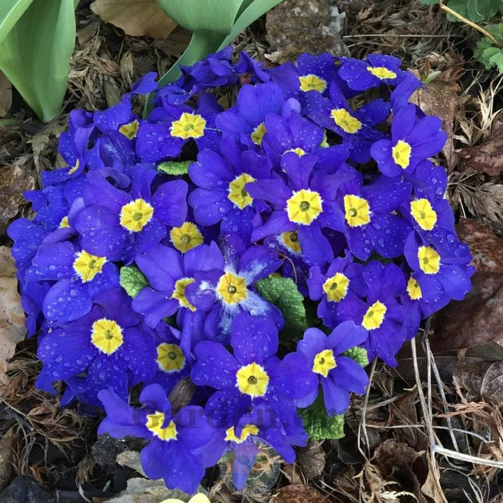 Navy Blue Primula Flower Seeds for Planting – Heirloom, Non-GMO, High Germination Garden Seeds
