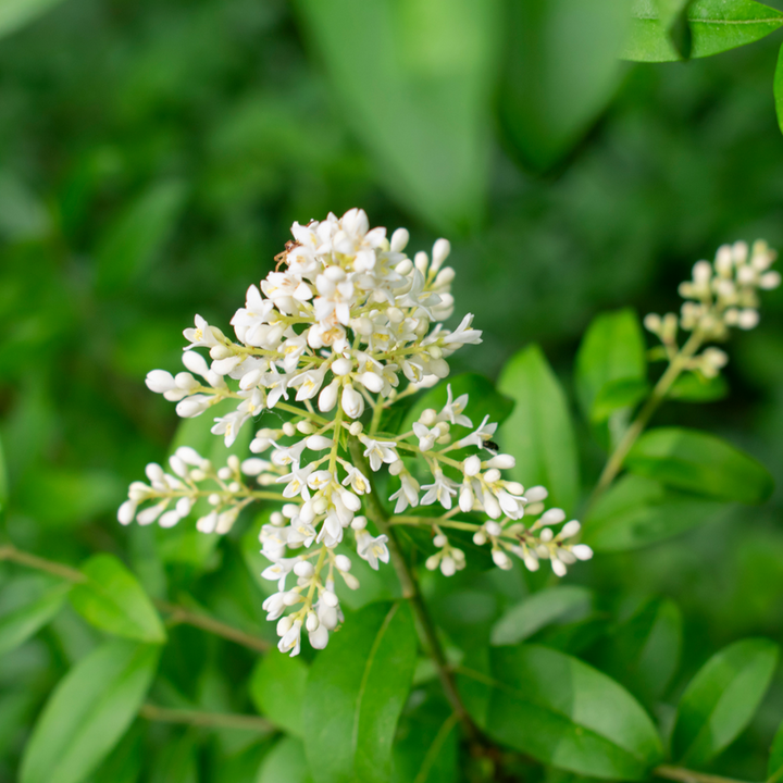 Flower Seeds, Seeds,Seeds For Planting,Plant Seeds