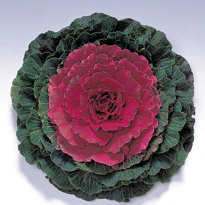 Red Brassica Oleracea Flower Seeds for Planting – Wildflower Mix, Heirloom & Non-GMO Organic Garden Seeds