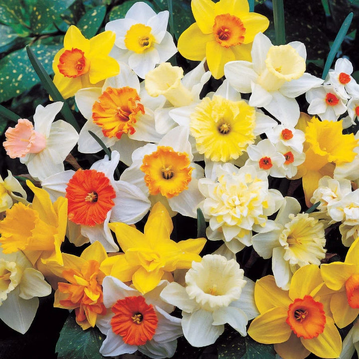 Daffodil Flower Seeds for Planting Mixed Colors – Shade Tolerant, Heirloom, Non-GMO, High Germination Organic Garden Seeds
