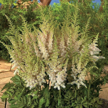 Light Green Astilbe Flower Seeds for Planting – Heirloom, Non-GMO, High Germination Organic Garden Seeds