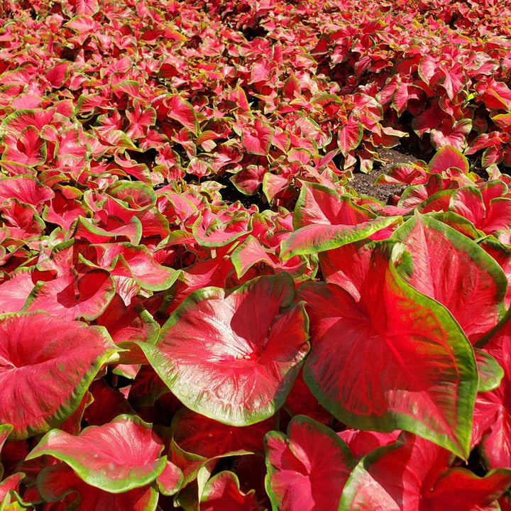 Caladium Bicolor Red Flower Seeds for Planting – Heirloom Non-GMO, High Germination Organic Garden Seeds