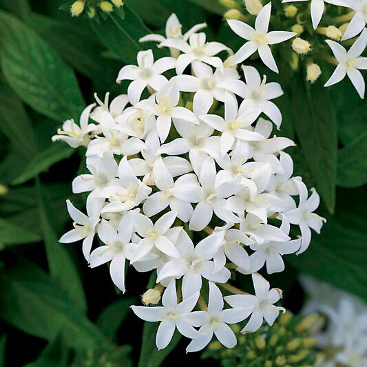 White Pentas Starla Flower Seeds for Planting – Heirloom Non-GMO, High Germination Organic Garden Seeds