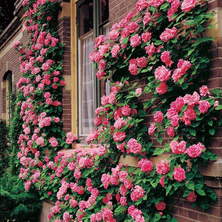 Pink Climbing Rose Flower Seeds for Planting – Creeper Pink Rose, Heirloom, Non-GMO, Pollinator Friendly