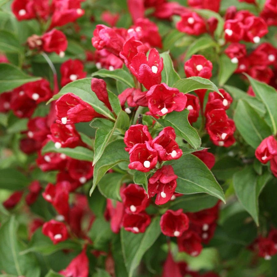 Red Weigela Flower Seeds for Planting – Heirloom Non-GMO, High Germination Organic Garden Seeds