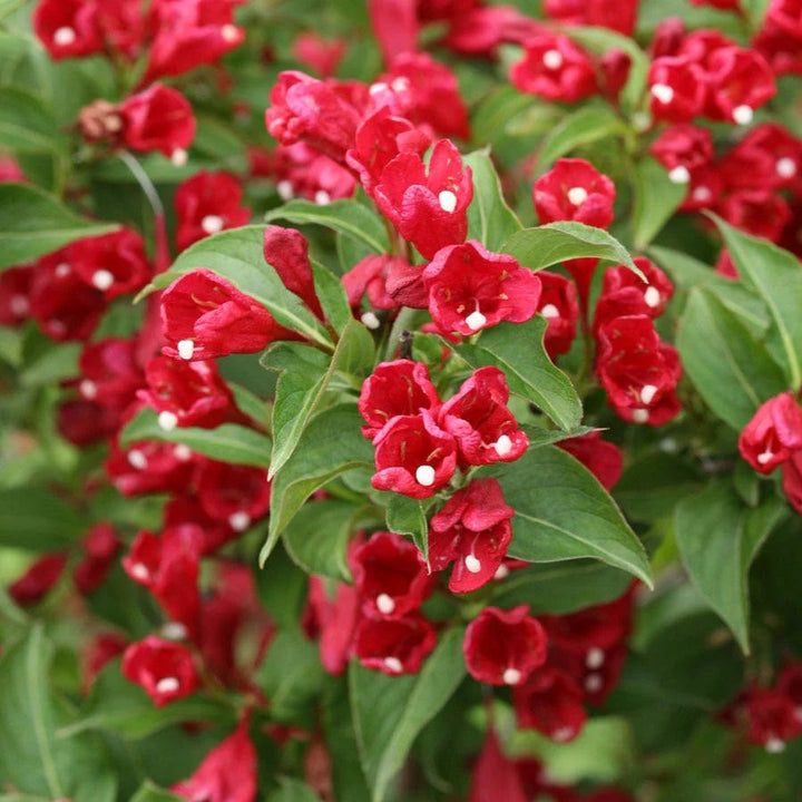 Red Weigela Flower Seeds for Planting – Heirloom Non-GMO, High Germination Organic Garden Seeds