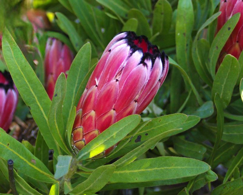 Pink Black Neriifolia Flower Seeds for Planting – Compact Growth, Heirloom, Non-GMO, High Germination Organic Garden Seeds