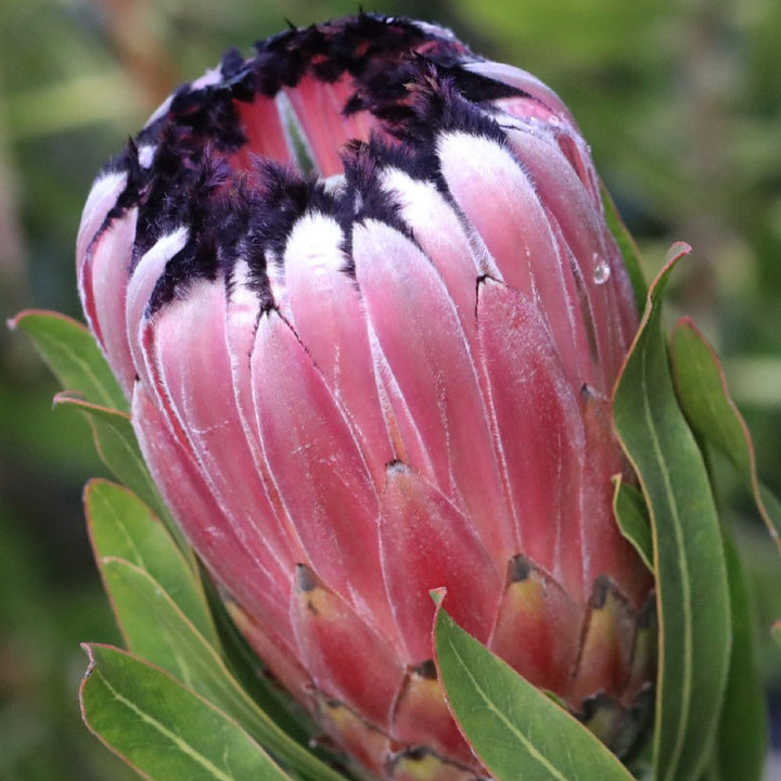 Light Pink Black Neriifolia Flower Seeds for Planting – Heirloom, Non-GMO, High Germination