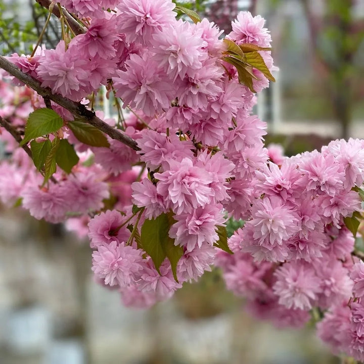 Baby Pink Weeping Forsythia Flower Seeds for Planting | Heirloom, Non-GMO, High Germination