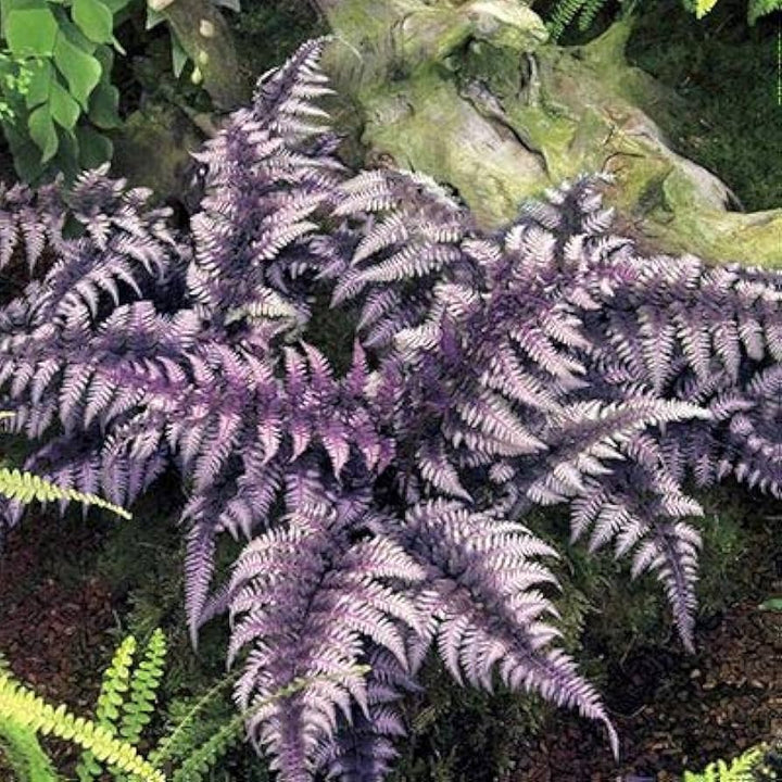 Light Violet Fern Pteridophyta Seeds for Planting - Heirloom, Non-GMO, High Germination Organic Garden Seeds
