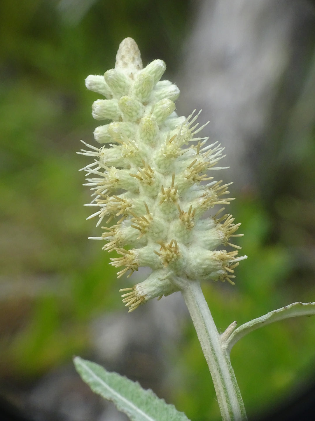 Flower Seeds, Seeds,Seeds For Planting,Plant Seeds