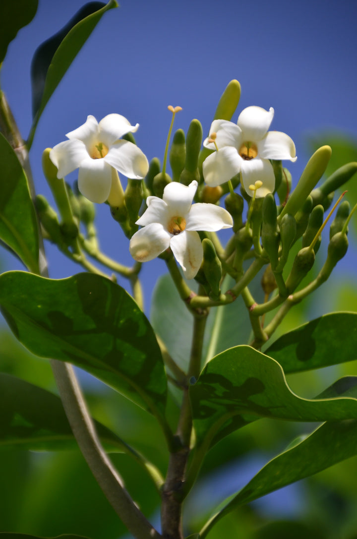 Fagraea Flower Seeds for Planting – Heirloom, Non-GMO, High Germination Organic Garden Seeds