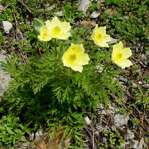 Flower Seeds, Seeds,Seeds For Planting,Plant Seeds