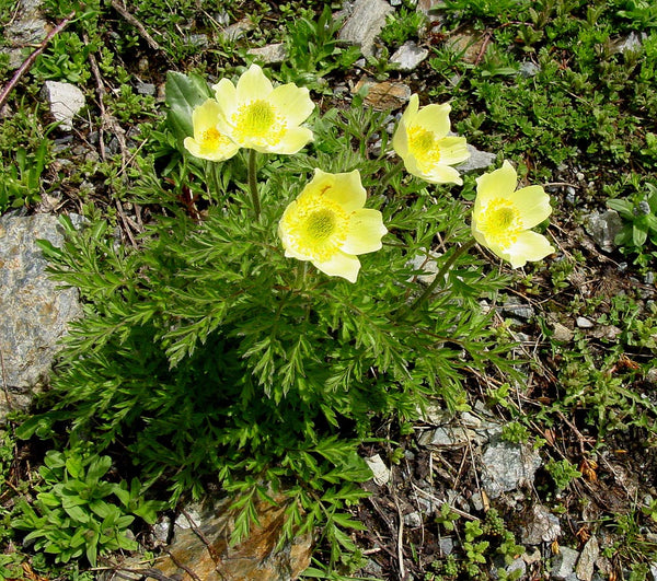 Flower Seeds, Seeds,Seeds For Planting,Plant Seeds