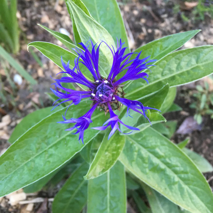 Blue Centaurea Montana Flower Seeds for Planting – Heirloom Non-GMO, High Germination Organic Garden Seeds