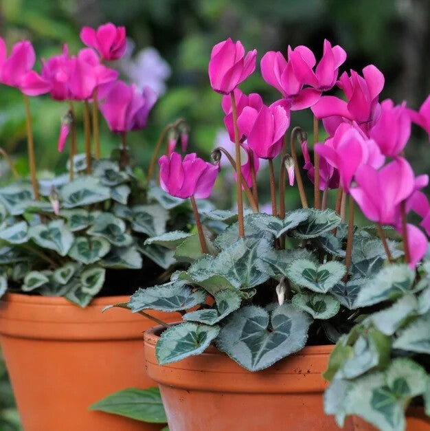 Dark Pink Cyclamen Flower Seeds for Planting – Heirloom Non-GMO, High Germination Organic Garden Seeds