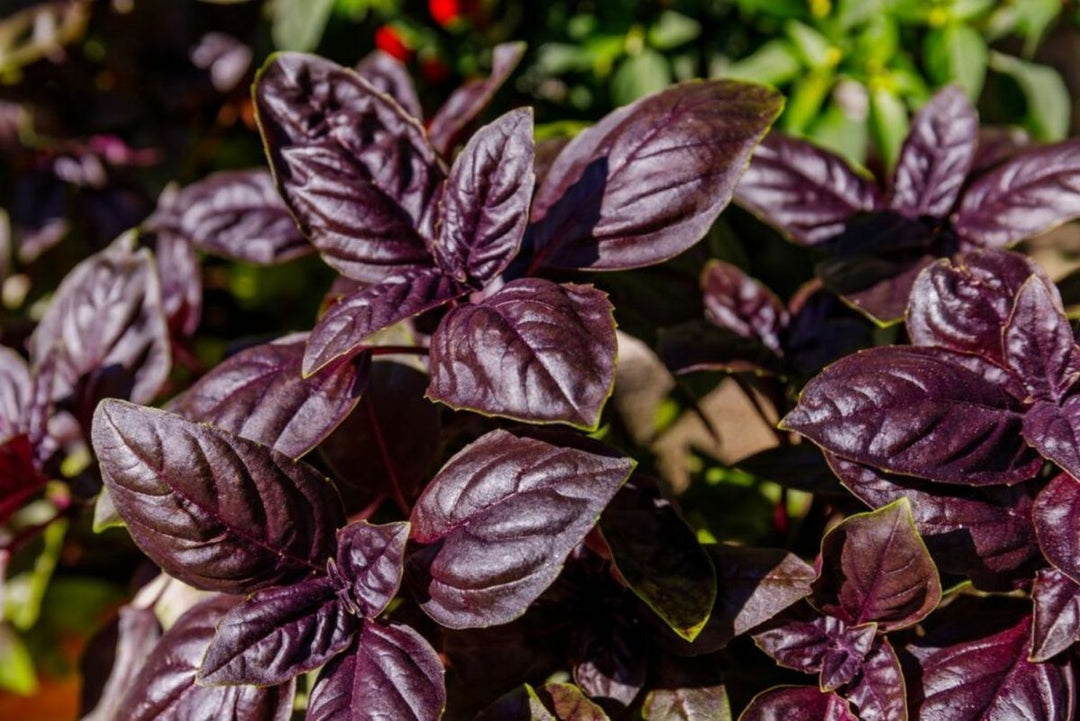 Purple Basil Herb seeds – Heirloom, Non-GMO seeds for Planting in Home Garden