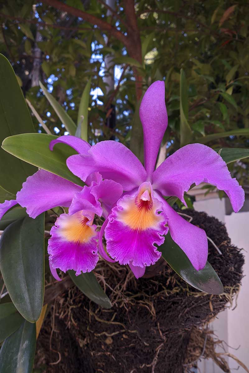 Violet Cattleya Flower Seeds for Planting – Heirloom, Non-GMO, High Germination Garden Seeds