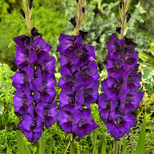 Violet Gladiolus Flower Seeds for Planting – Heirloom Non-GMO Organic Garden Seeds High Germination