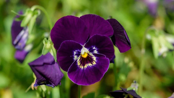 Dark Purple Mini Violet Flower Seeds for Planting – Heirloom, Non-GMO, High Germination