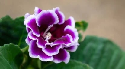 Geranium Perennial Flower Seeds for Planting Deep Blue – Sun Loving, Heirloom, Non-GMO, High Germination Organic Garden Seeds