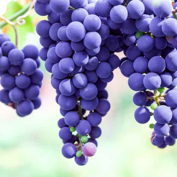 Dark Purple Grapes fruit seeds for planting - Heirloom & Non-GMO Garden seeds