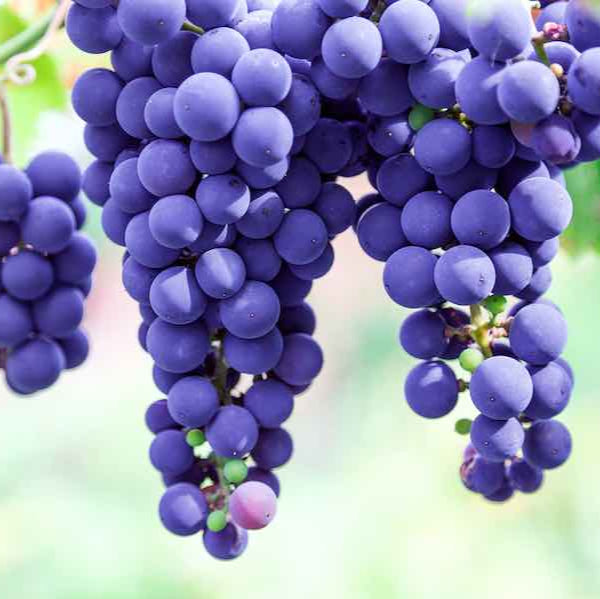 Violet Grapefruit fruit seeds for planting - Heirloom & Non-GMO Garden seeds