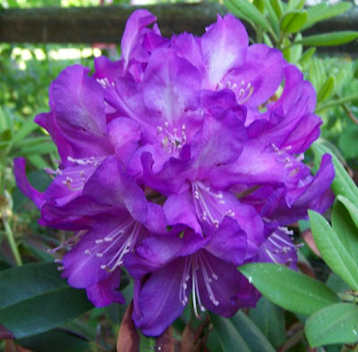Violet Rhododendron Flower Seeds – Premium Quality, Heirloom &amp; Non-GMO Seeds for Home Garden