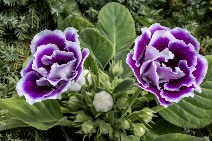 Purple White Gloxinia Flower Seeds for Planting – Heirloom, Non-GMO, High Germination Organic Garden Seeds