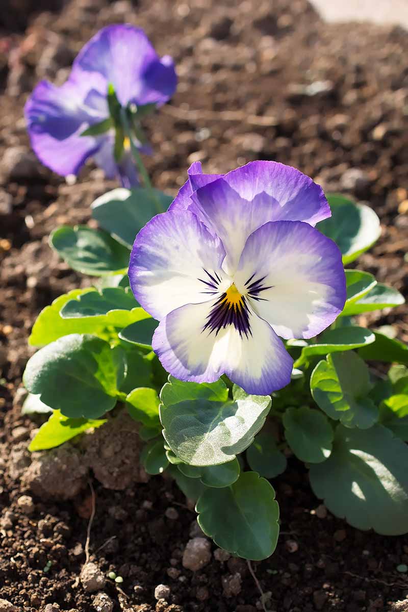 White Blue Mini Violet Flower Seeds for Planting – Heirloom, Non-GMO, High Germination Garden Favorite