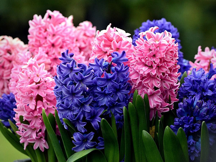 Hyacinth Flower Seeds for Planting – Heirloom Non-GMO, High Germination Organic Garden Seeds