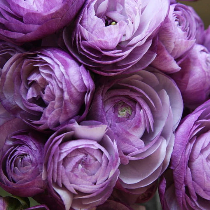 Lavender Ranunculus Flower Seeds – Shade Tolerant, Heirloom & Non-GMO for Home Garden