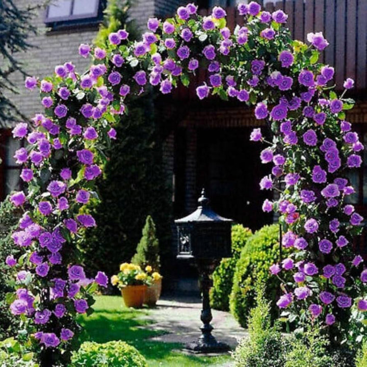 Purple Climbing Rose Flower Seeds for Planting – Heirloom, Non-GMO, High Germination Organic Garden Seeds for Vertical Blooms