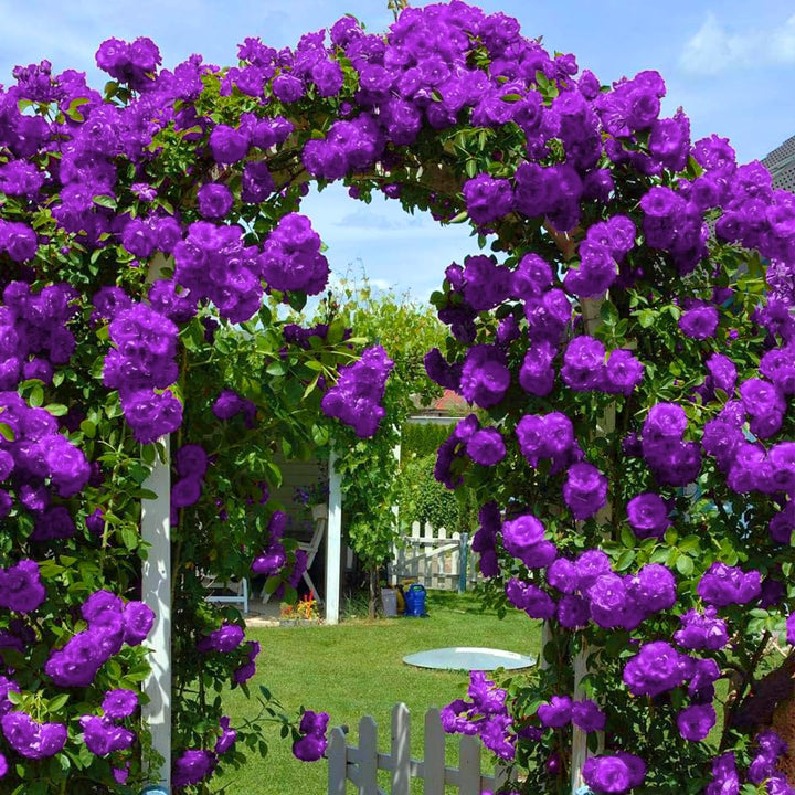 Purple Climbing Rose Flower Seeds for Planting – Heirloom, Non-GMO, High Germination Organic Garden Seeds for Vertical Blooms