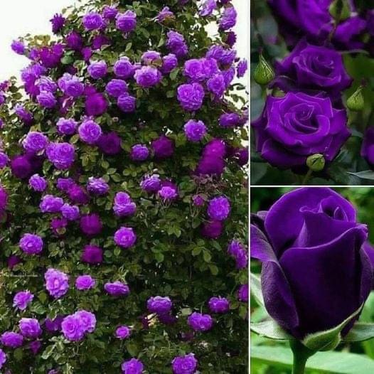 Purple Climbing Rose Flower Seeds for Planting – Heirloom, Non-GMO, High Germination Organic Garden Seeds for Vertical Blooms