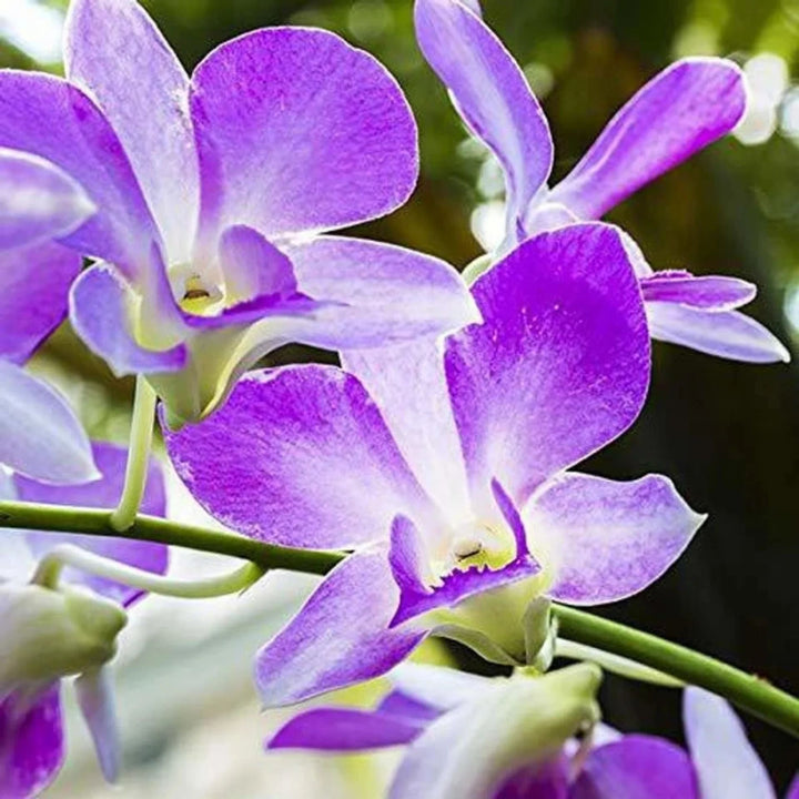 Violet Hydroponic Orchid Flower Seeds for Planting – Heirloom, Non-GMO, High Germination Organic Garden Seeds
