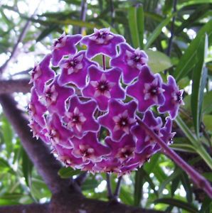 Purple Hoya Carnosa Flower Seeds for Planting – Heirloom, Non-GMO, High Germination Organic Garden Seeds for Cottage Gardens