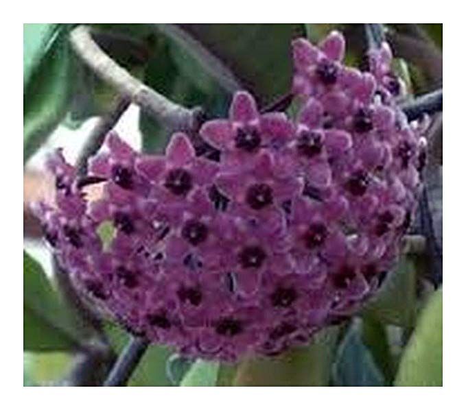 Purple Hoya Carnosa Flower Seeds for Planting – Heirloom, Non-GMO, High Germination Organic Garden Seeds for Cottage Gardens