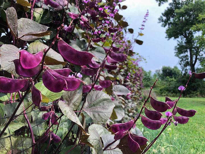 Purple Hyacinth Bean Seeds for Planting – Heirloom, Non-GMO, Ornamental Climbing Vegetable – High Germination
