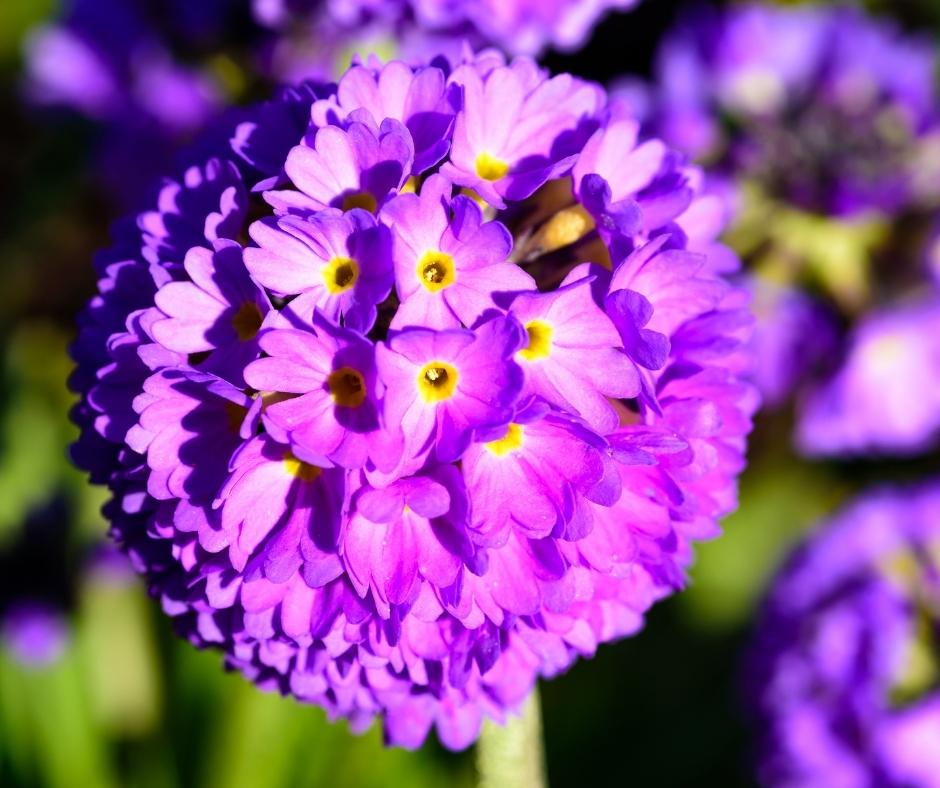 Purple Primula Autumn Flower Seeds for Planting – Heirloom, Non-GMO, Pollinator Friendly Organic Garden Seeds with High Germination