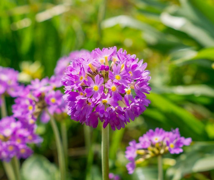 Purple Primula Autumn Flower Seeds for Planting – Heirloom, Non-GMO, Pollinator Friendly Organic Garden Seeds with High Germination
