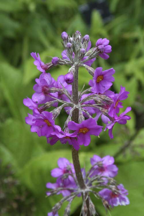Purple Primula Autumn Flower Seeds for Planting – Heirloom, Non-GMO, Pollinator Friendly Organic Garden Seeds with High Germination