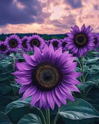 Purple Sunflower Perennial Flower Seeds for Planting – Heirloom, Non-GMO, High Germination Organic Garden Seeds with Fragrant Blossoms