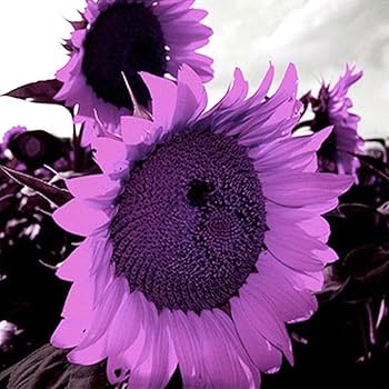 Purple Sunflower Perennial Flower Seeds for Planting – Heirloom, Non-GMO, High Germination Organic Garden Seeds with Fragrant Blossoms