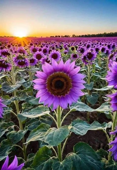 Purple Sunflower Perennial Flower Seeds for Planting – Heirloom, Non-GMO, High Germination Organic Garden Seeds with Fragrant Blossoms