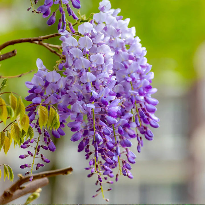 Wisteria Vine Flower Seeds for Planting – Heirloom Non-GMO Seeds, High Germination for Organic Garden