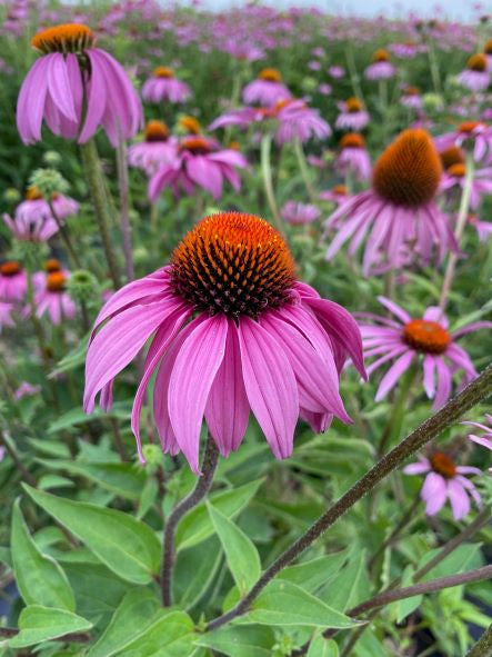 Echinacea ConeFlower Seeds for Planting – Heirloom, Non-GMO, High Germination Garden Seeds