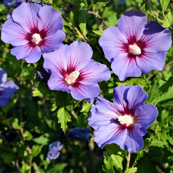 Purple Hibiscus Flower Seeds for Planting – Heirloom, Non-GMO, Sun-Loving High Germination Seeds