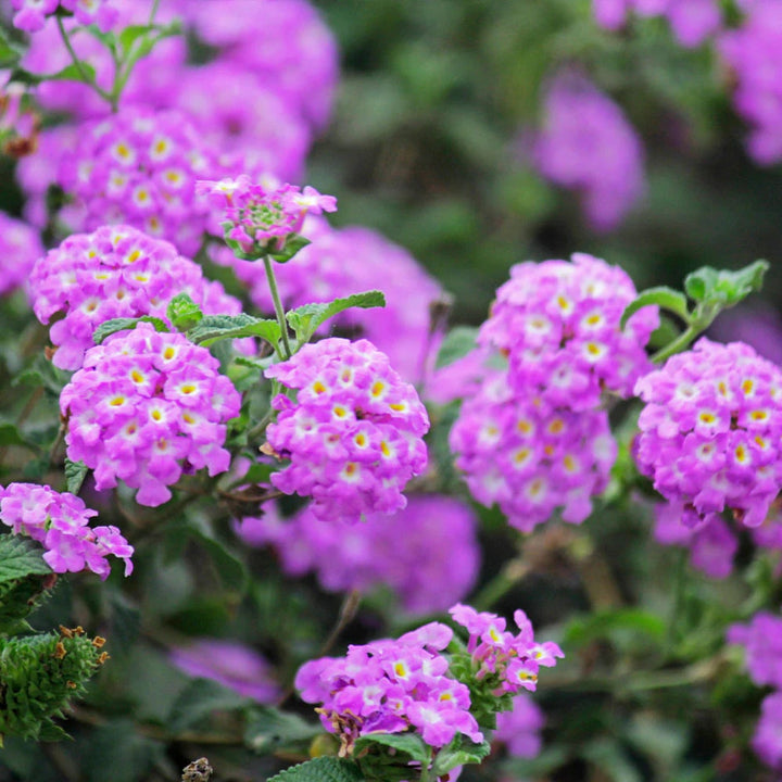 Purple Lantana Flower Seeds for Planting – Hardy Heirloom Non-GMO Organic Garden Seeds