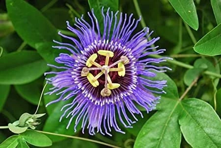 Violet Passiflora Flower Seeds for Planting - Heirloom, Non-GMO, High Germination Organic Garden Seeds